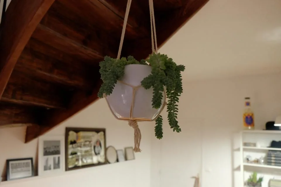 Planten